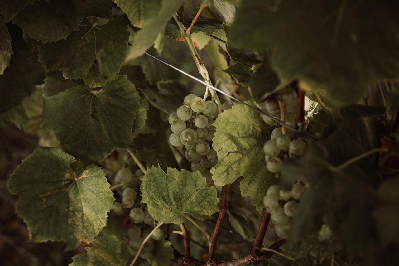 Vila Weingut Kollerhof Am Eichberg Leutschach Exteriér fotografie